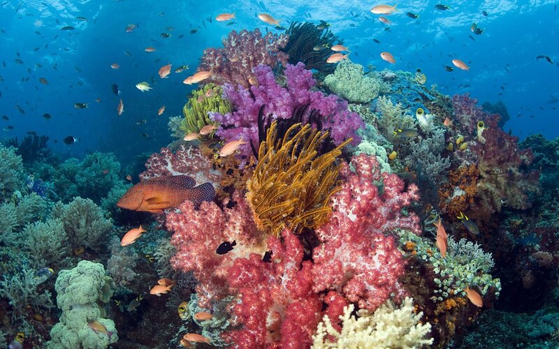 Coral Reef Ecosystem — Blue, Vibrant, Photograph, Fish, Corals