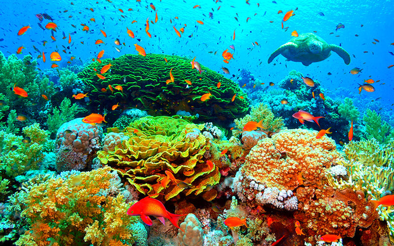 Coral Reef Ecosystem — Blue, Vibrant, Photograph, Fish, Sea Turtle