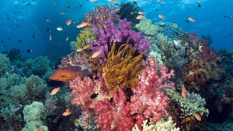 Coral Reef Ecosystem — Blue, Vibrant, Photograph, Fish