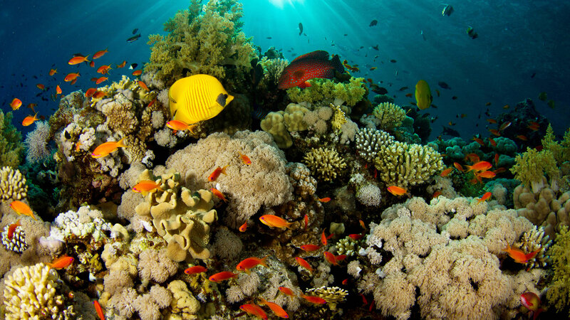 Coral Reef Ecosystem — Blue, Vibrant, Photograph