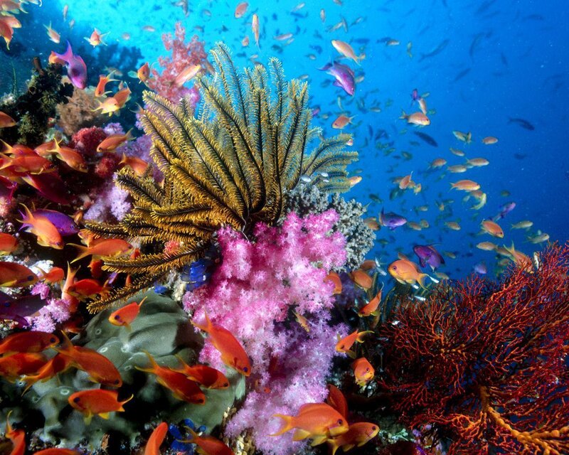 Coral Reef Ecosystem — Blue, Vibrant