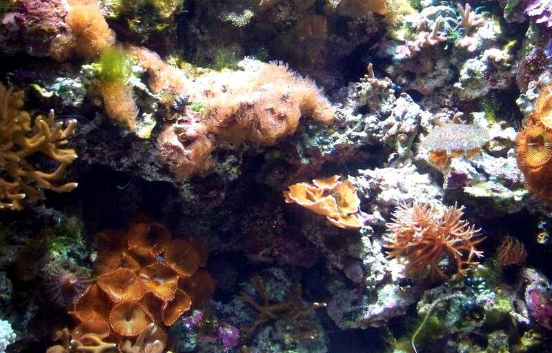 Coral Reef Ecosystem — Brown