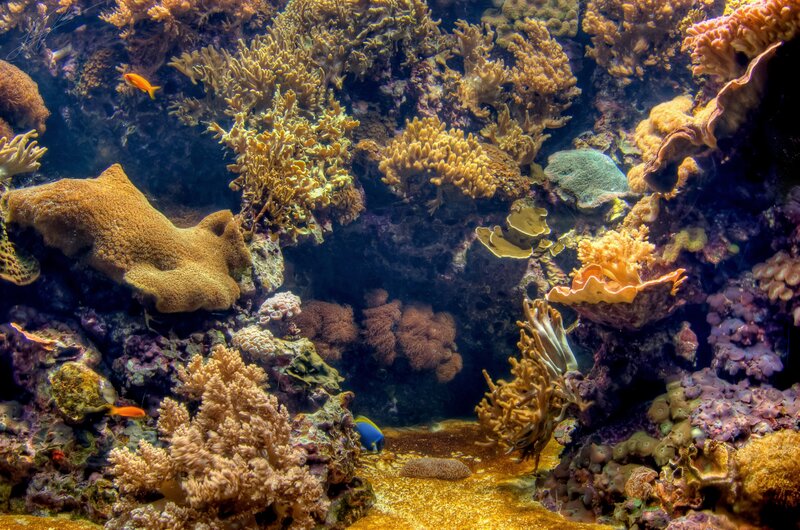 Coral Reef Ecosystem — Brown, Vibrant