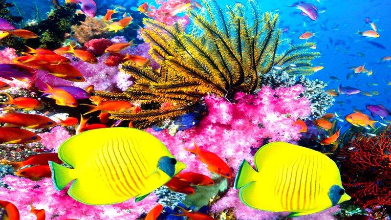 Coral Reef Ecosystem — Yellow