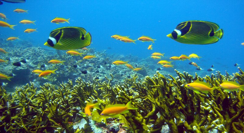 Coral Reef Fish — Blue, Serene