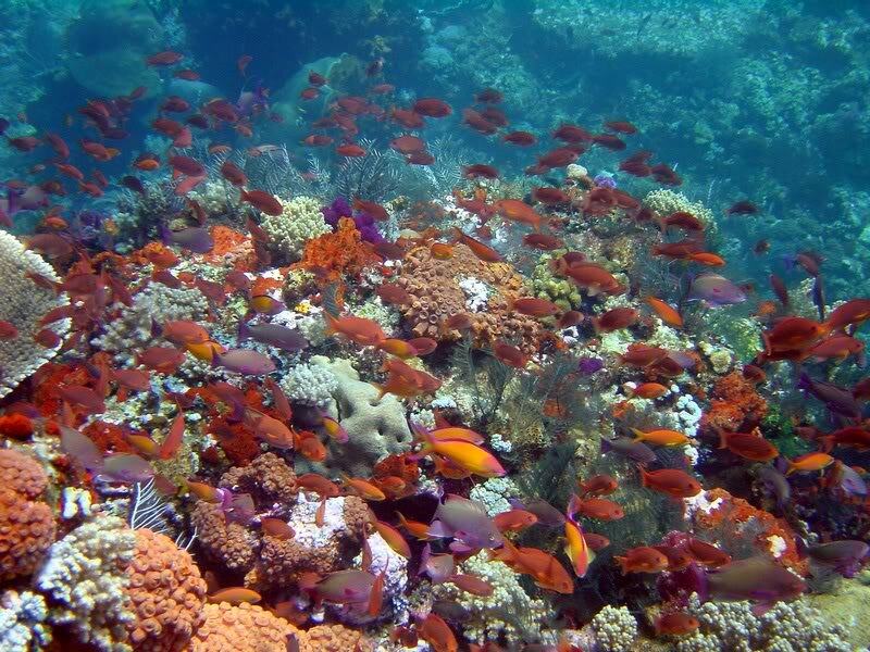Coral Reef Fish