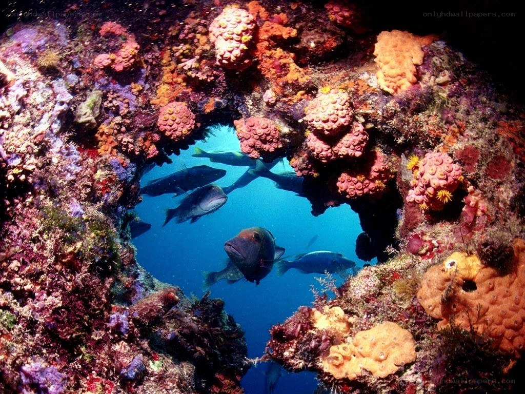 coral reef fish tunnel