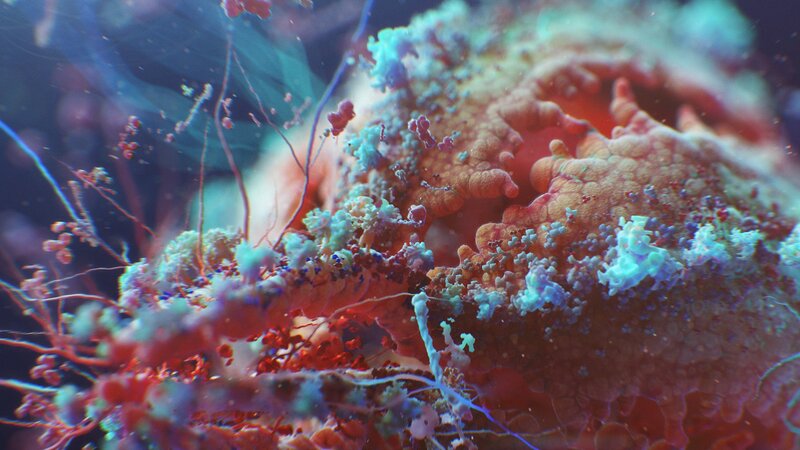 Coral Reef Formation — Blue