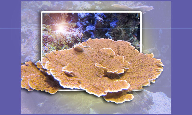 Coral Reef Formation