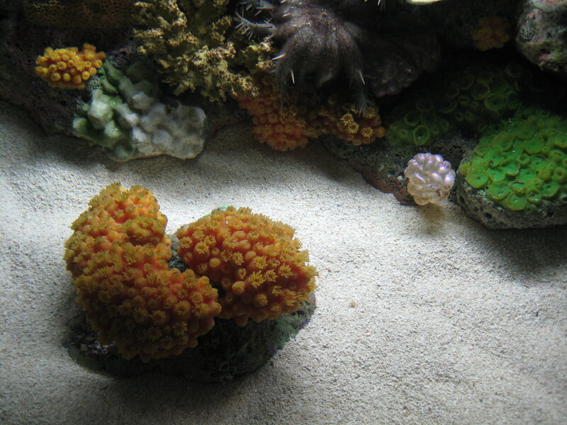 coral reef in aquarium
