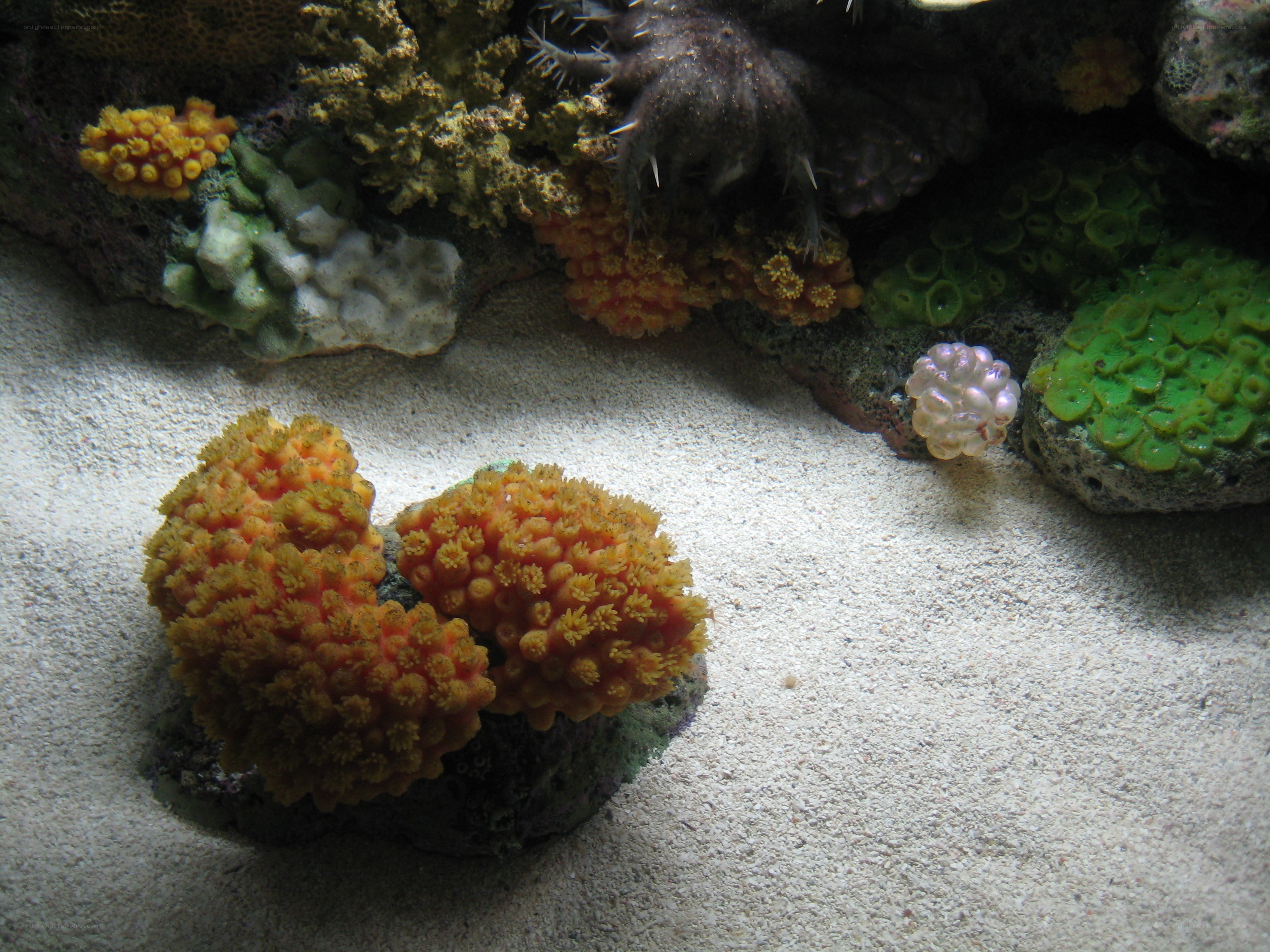 coral reef in aquarium