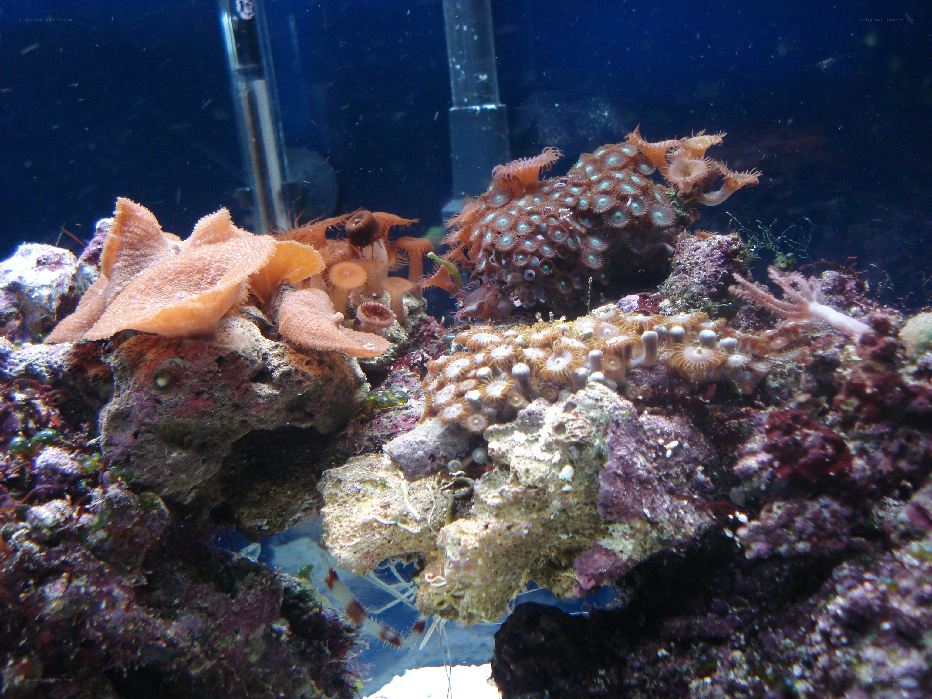 coral reef in aquarium