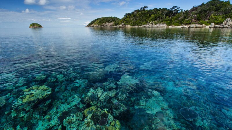 Coral Reef in Clear Water