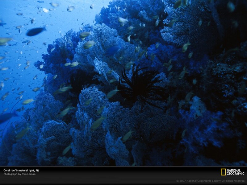 Coral reef in Fiji