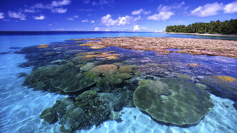Coral Reef in Shallow Water — Blue, Serene