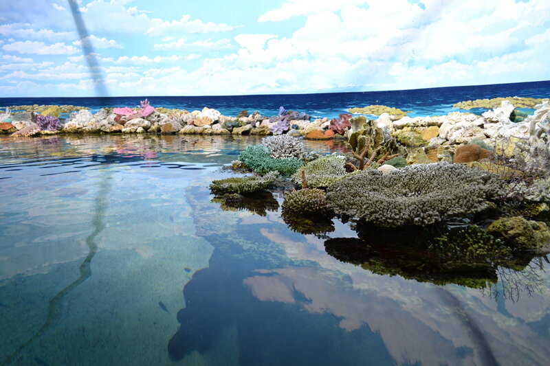 Coral Reef in Shallow Water — Blue