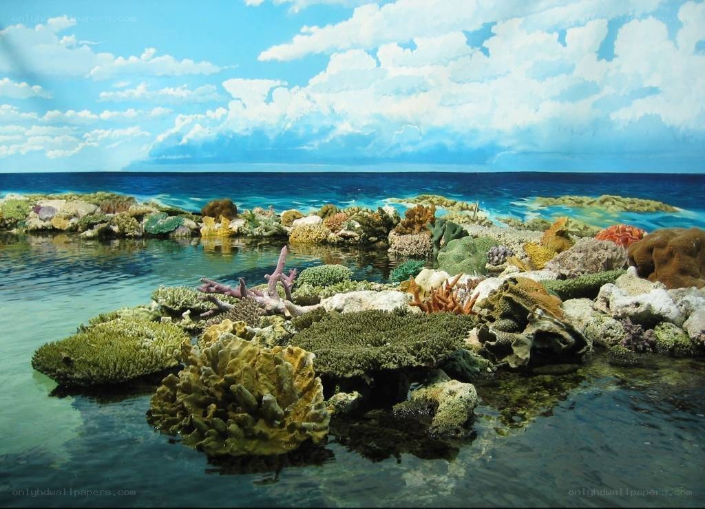 Coral reef in shallow water
