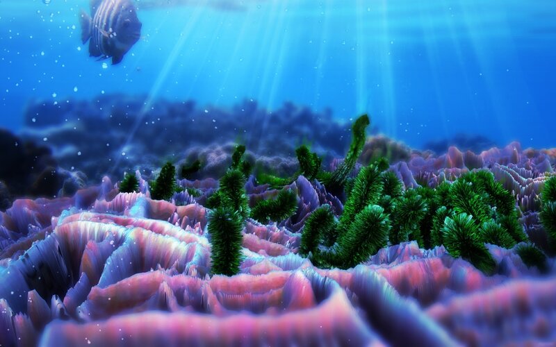Coral Reef Landscape