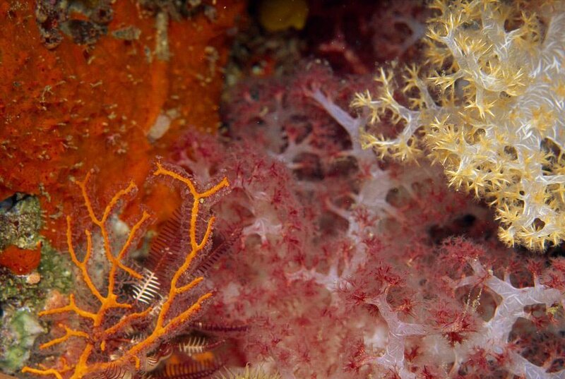 Coral Reef Life — Orange