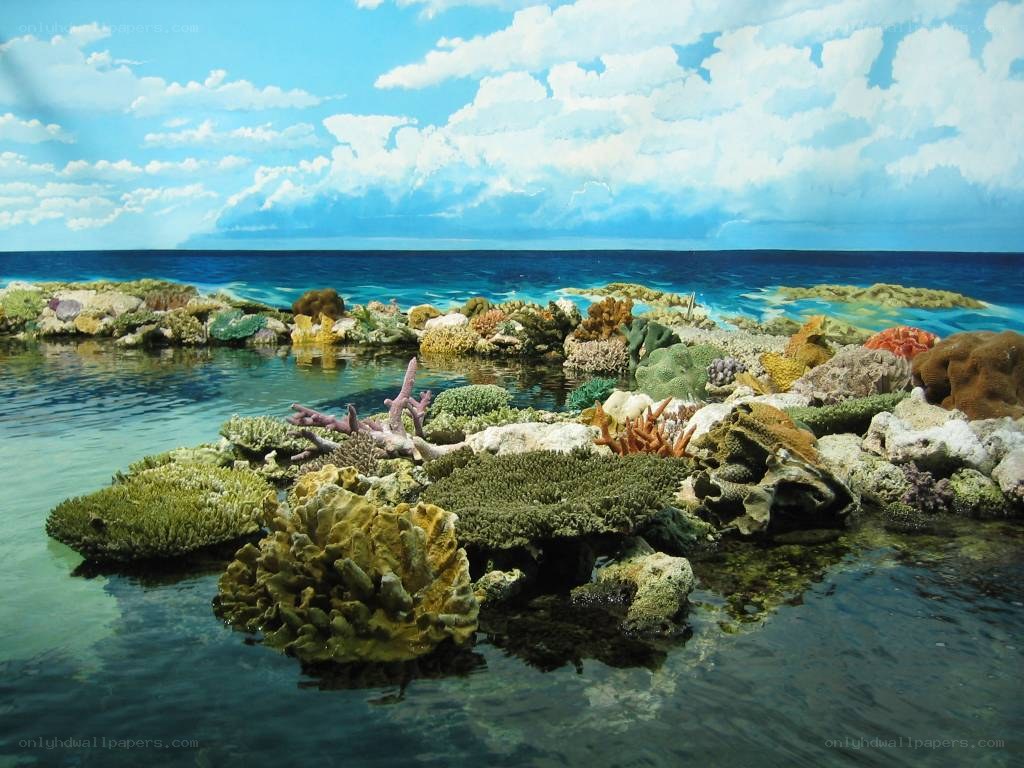 Coral reef scene