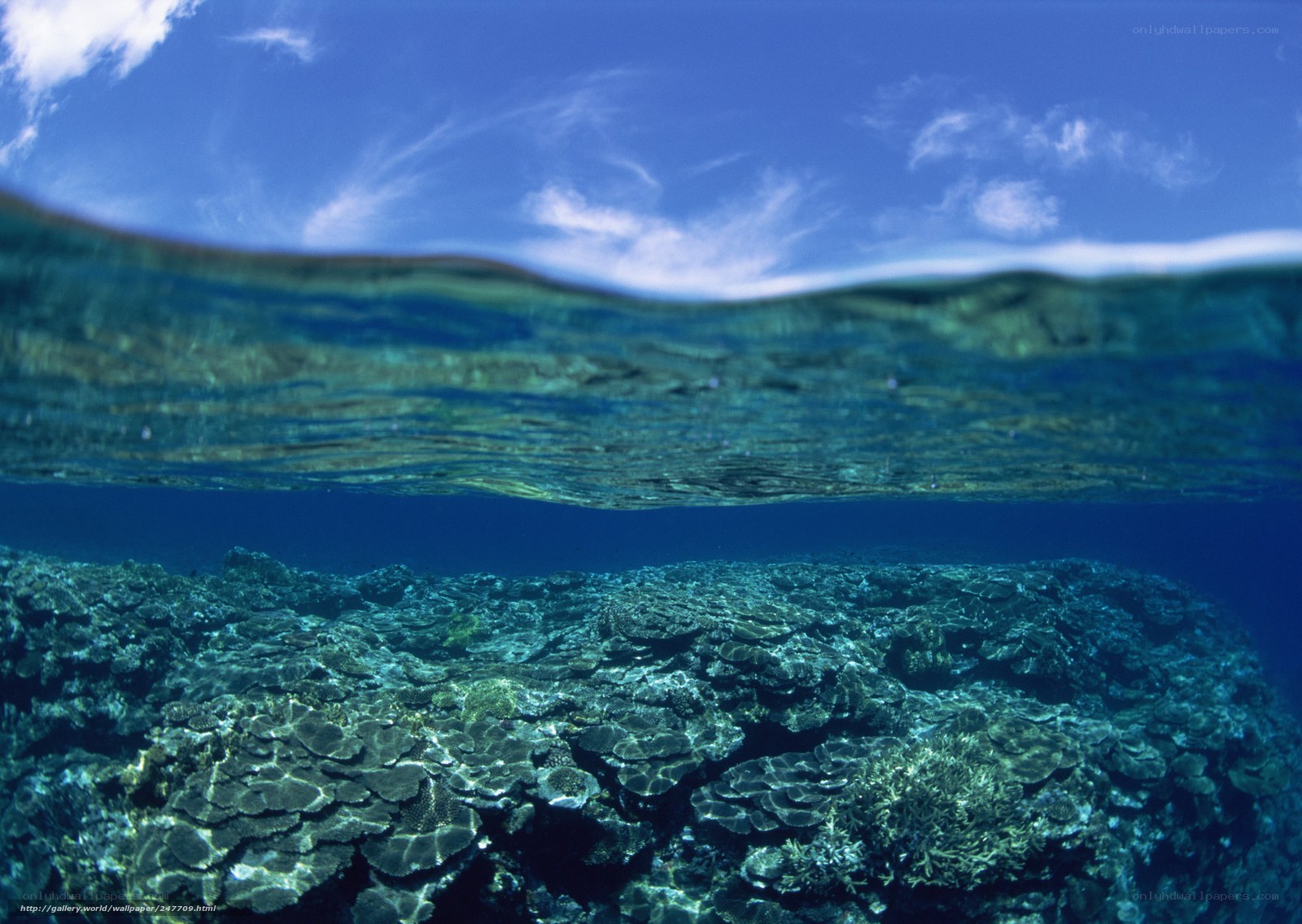 Coral reef under clear sky
