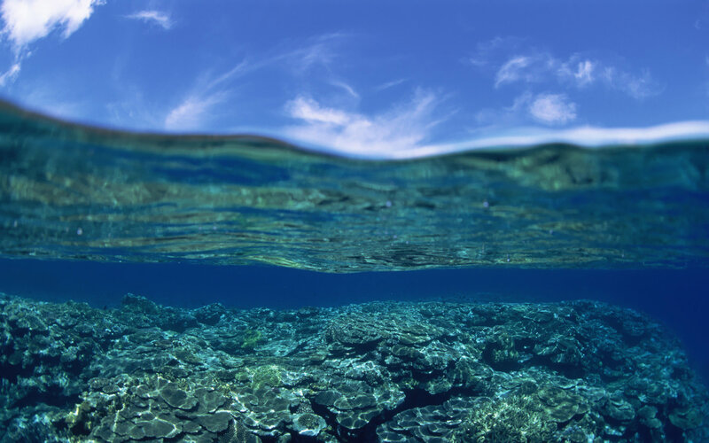 Coral Reef Underwater — Afternoon