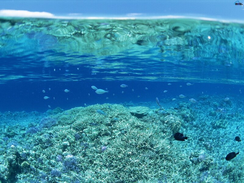 Coral Reef Underwater — Blue, Serene, Afternoon, Photograph, Fish, Ocean Surface, Green