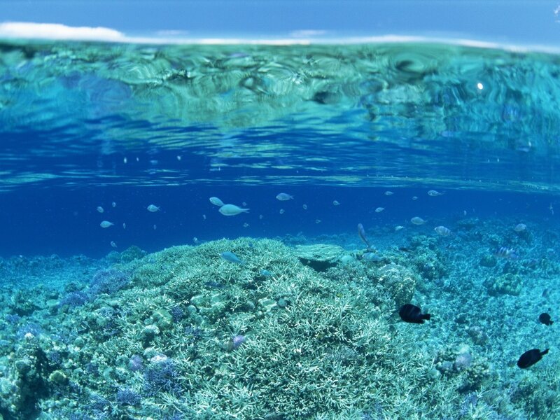 Coral Reef Underwater — Blue, Serene, Afternoon, Photograph, Fish, Ocean Surface