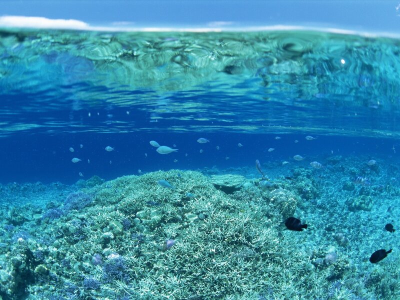Coral Reef Underwater — Blue, Serene, Afternoon, Photograph, Fish, Ocean