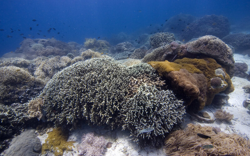 Coral Reef Underwater — Blue, Serene, Afternoon, Photograph, Fish, Sand, Ocean