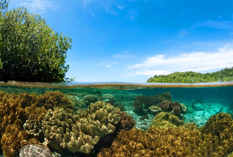 Coral Reef Underwater — Blue, Serene, Afternoon, Photograph, Mangrove Trees