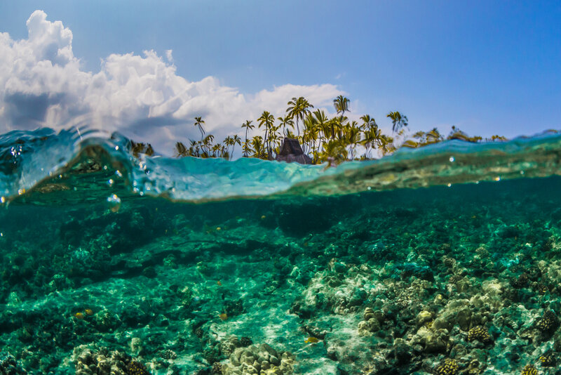 Coral Reef Underwater — Blue, Serene, Afternoon, Photograph, Palm Trees, Ocean Wave