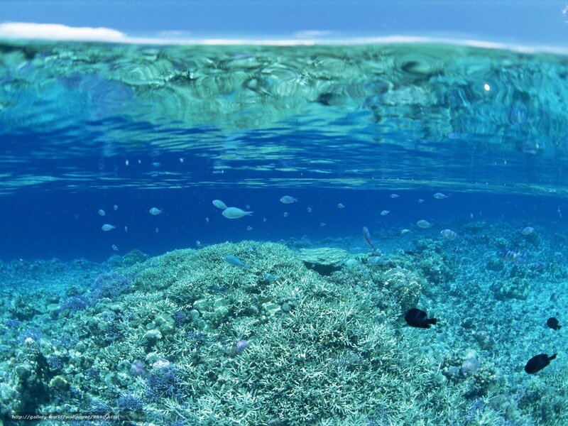 Coral Reef Underwater — Blue, Serene, Afternoon, Photograph