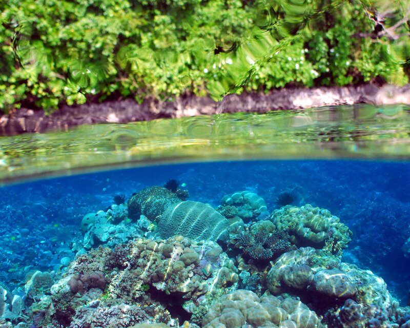 Coral Reef Underwater — Blue, Serene, Afternoon, Photograph, Water Surface
