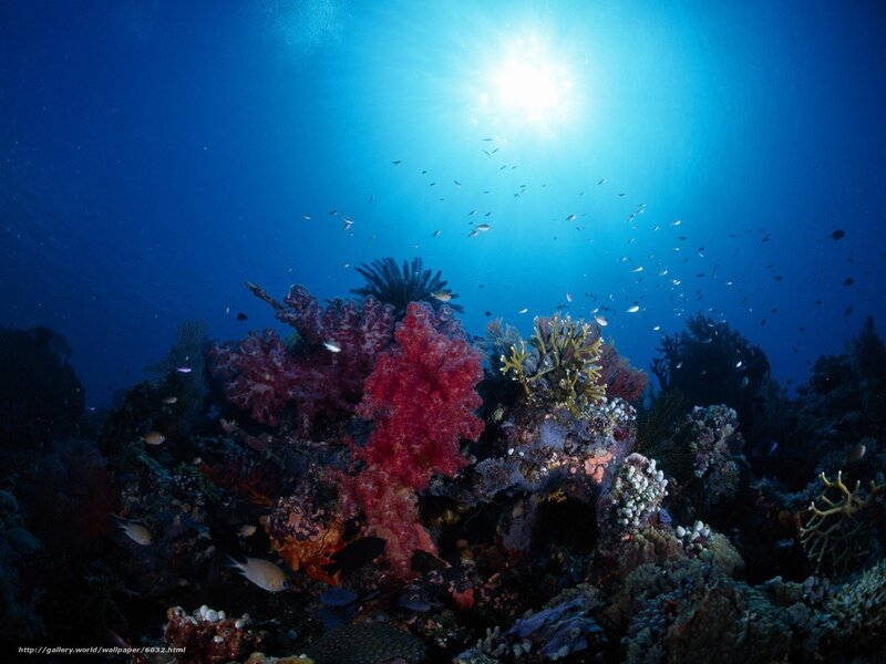 Coral Reef Underwater — Blue, Serene, Afternoon