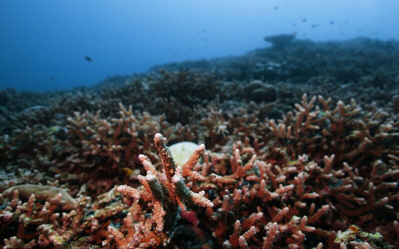 Coral Reef Underwater — Blue, Serene, Photograph, Fish, Ocean Floor
