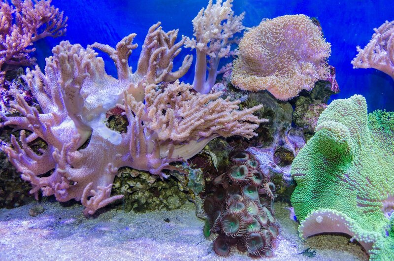 Coral Reef Underwater — Blue, Serene, Photograph