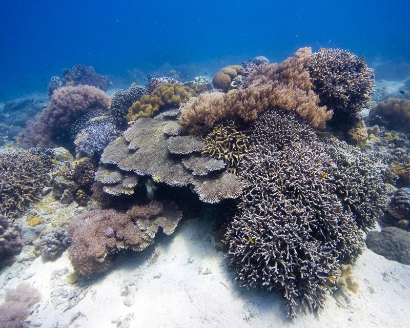 Coral Reef Underwater — Blue, Serene