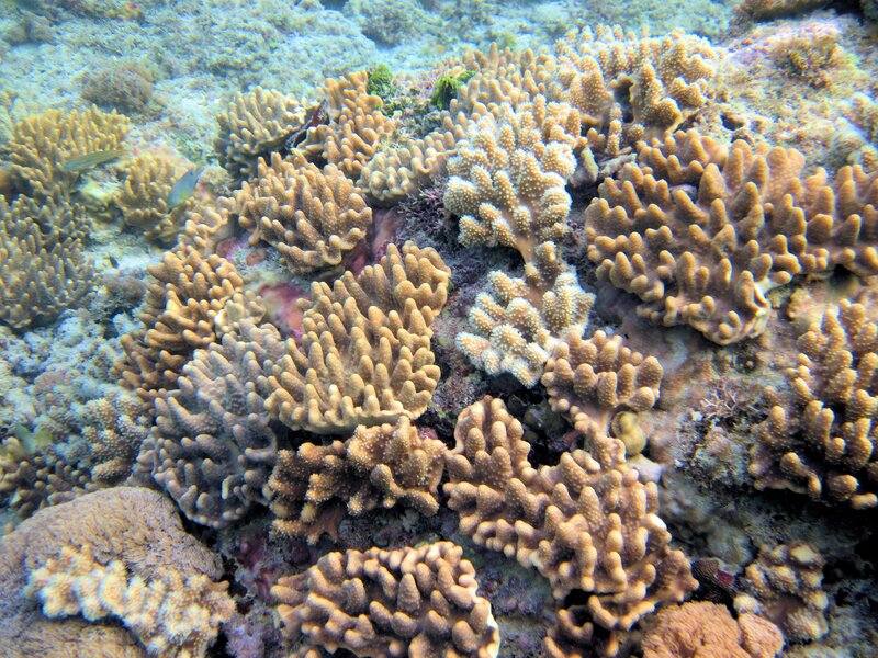 Coral Reef Underwater — Brown, Calm