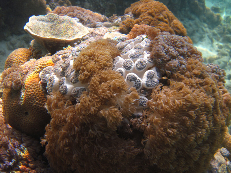 Coral Reef Underwater — Brown