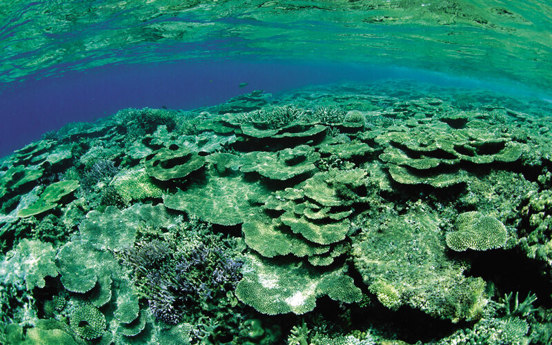 Coral Reef Underwater — Green, Serene