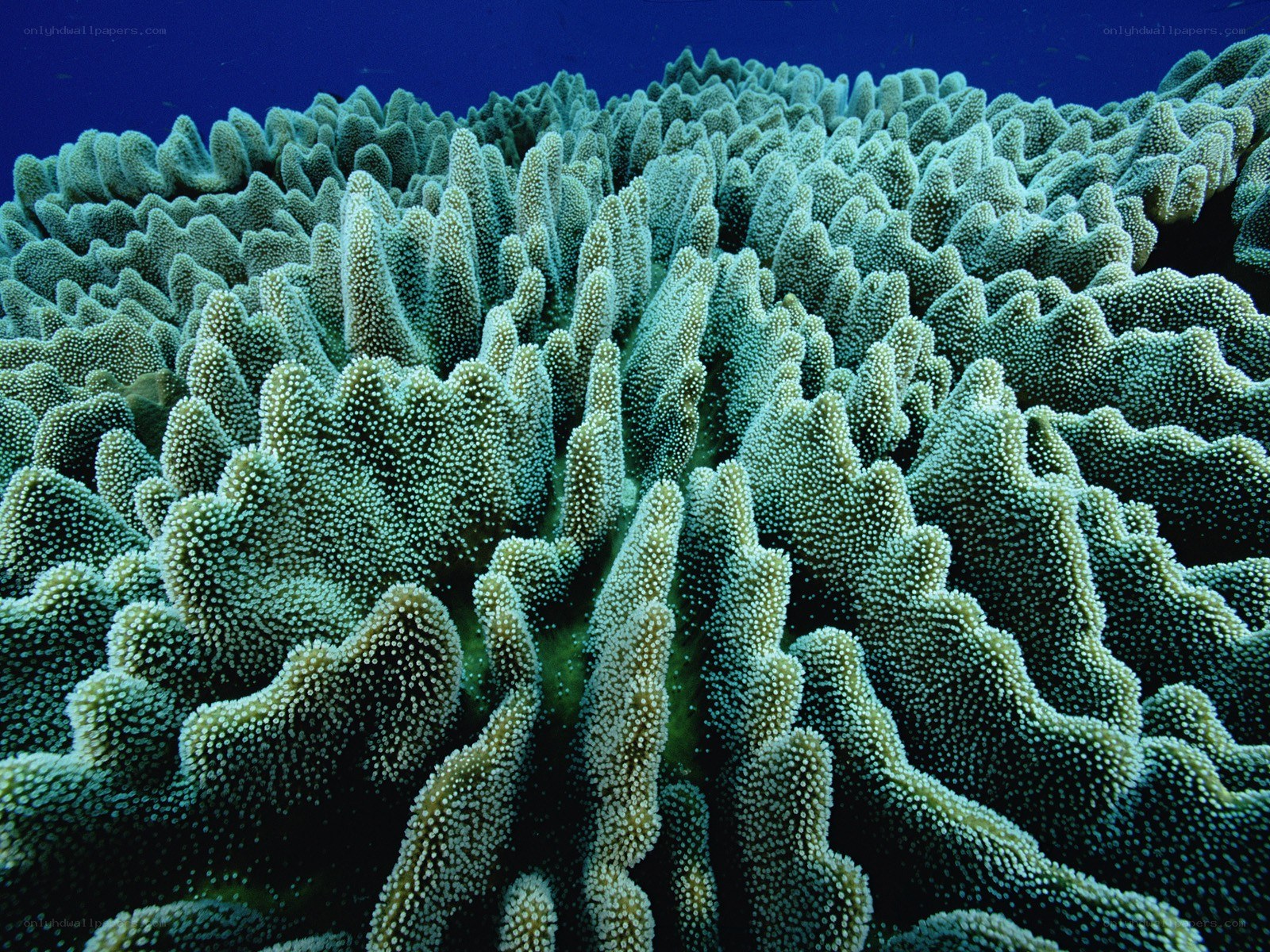 Coral reef underwater landscape