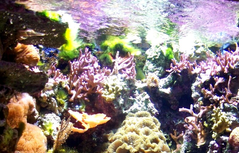 Coral Reef Underwater — Purple