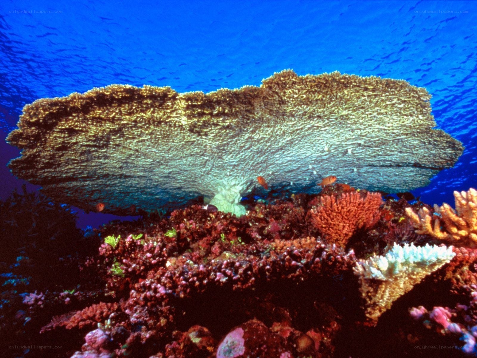 Coral reef underwater scene