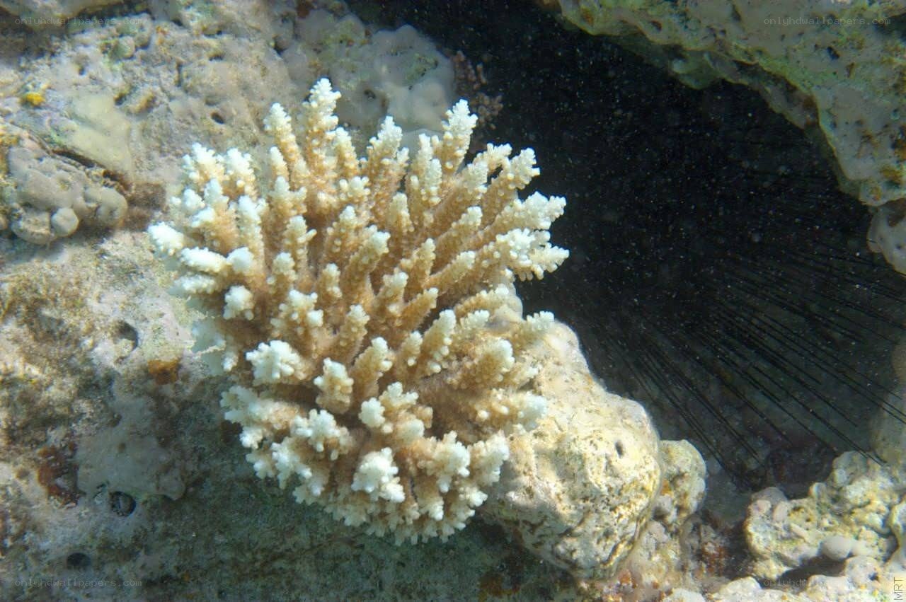 coral reef underwater scene