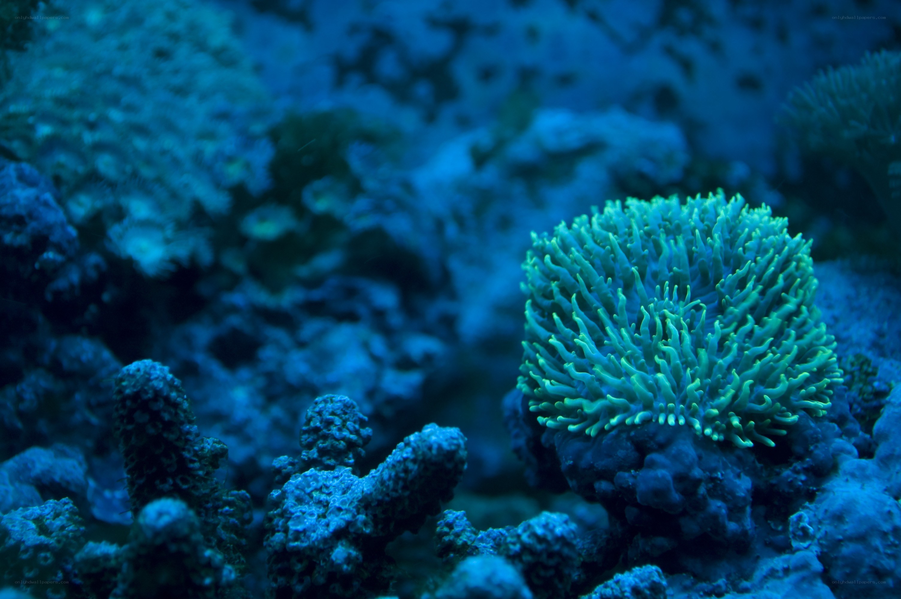 Coral reef underwater scene