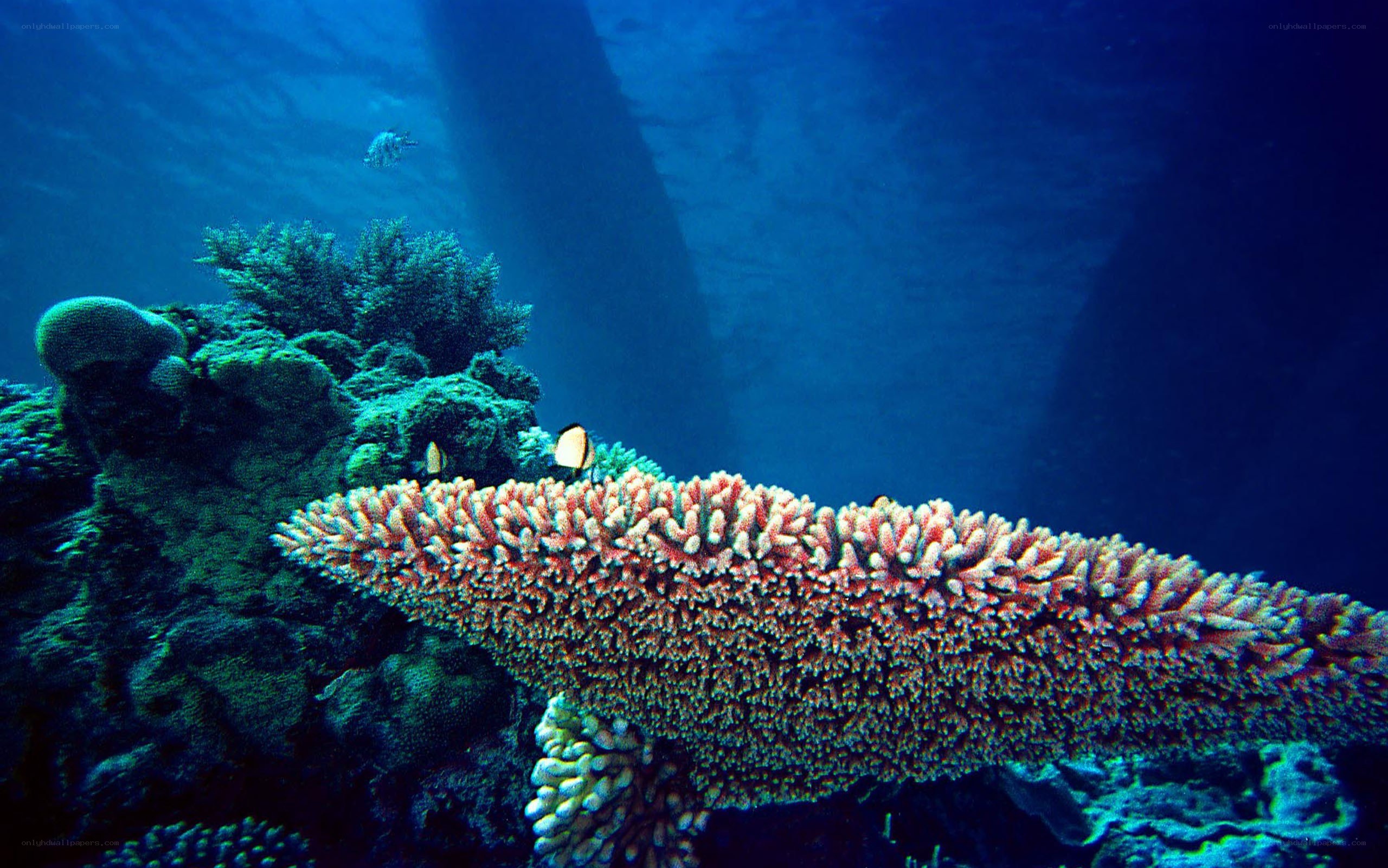 Coral reef underwater scene