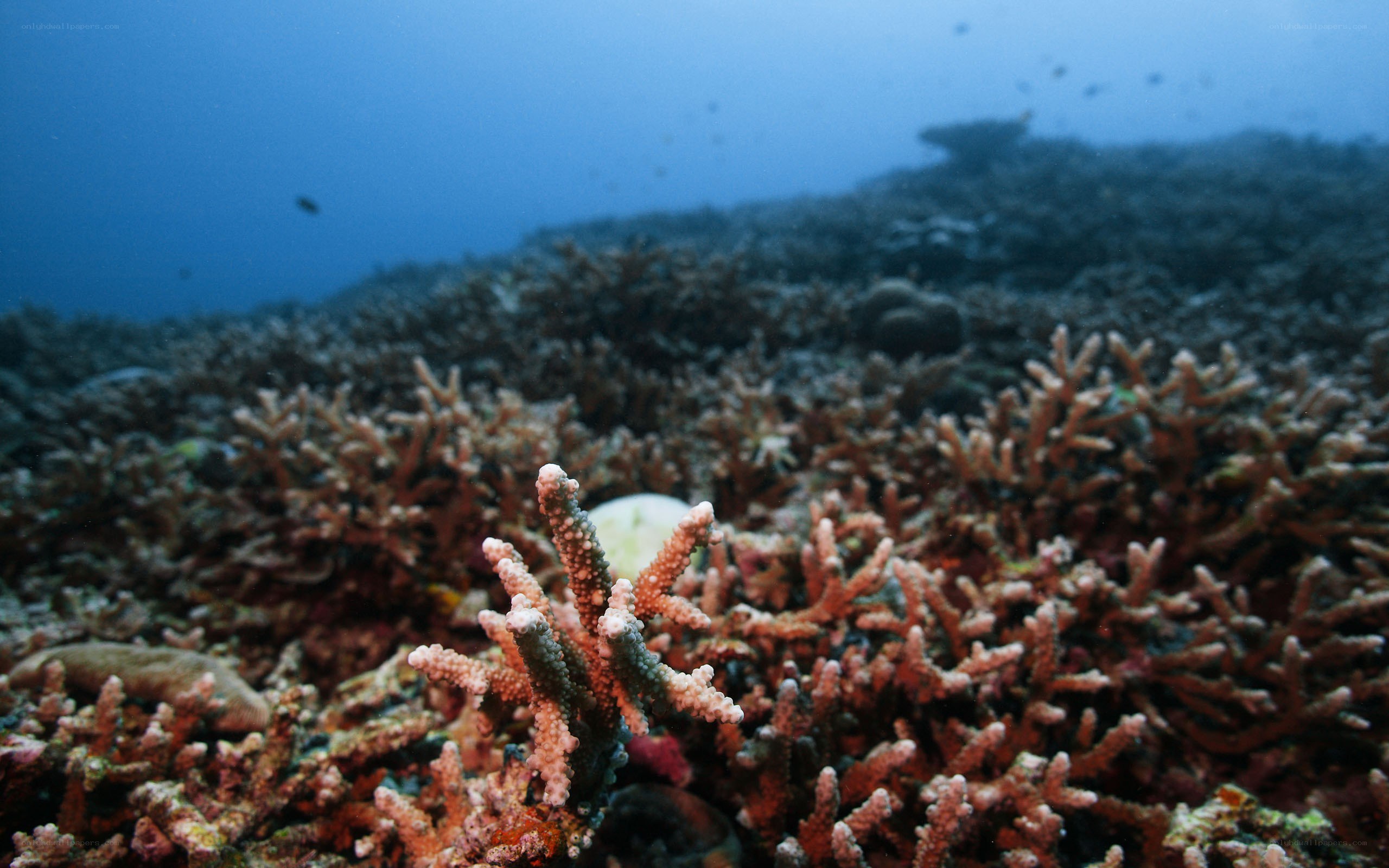 Coral reef underwater scene