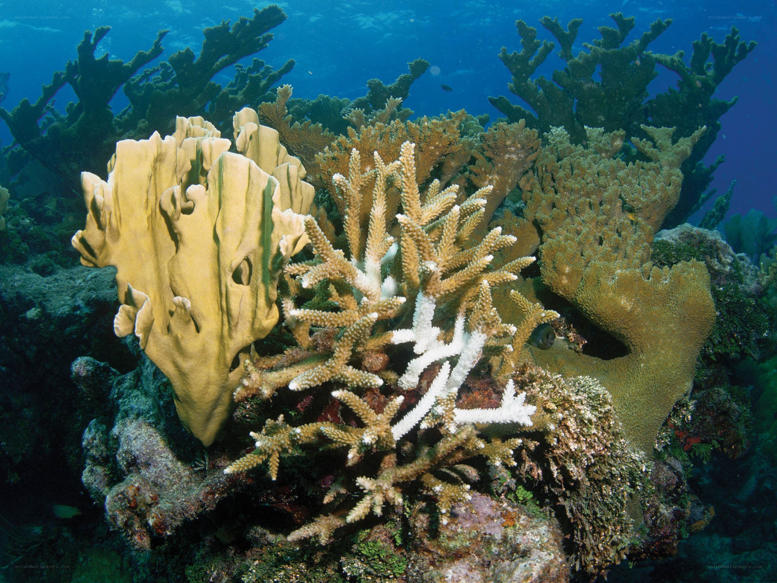 coral reef underwater scene