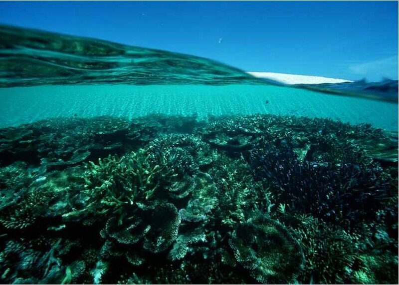 Coral reef underwater scene